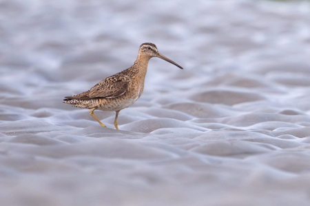 Short Billed Dowitcher with Long Bill