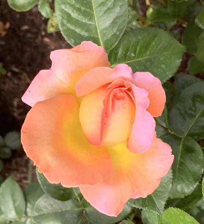 bicolor rose