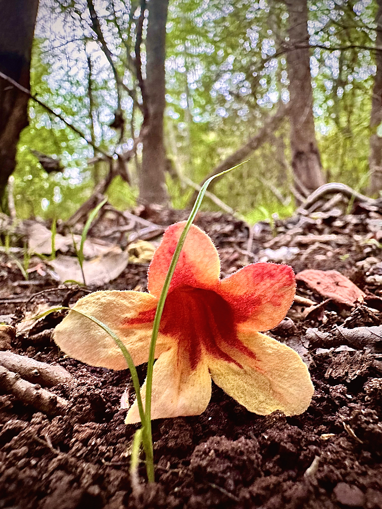 Fallen blossom - ID: 16120274 © Elizabeth A. Marker