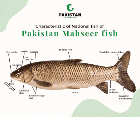 Mahseer Fish