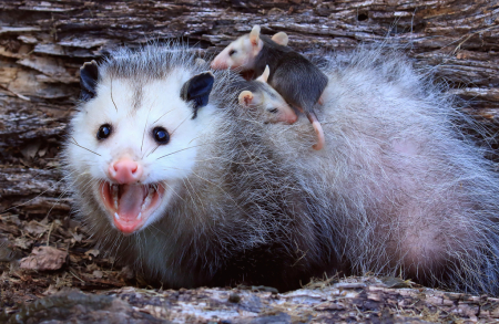 Possum and Babies