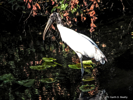 Woodstork in a Florida Draining Ditch