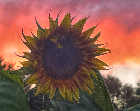 Sunflower and Sunset