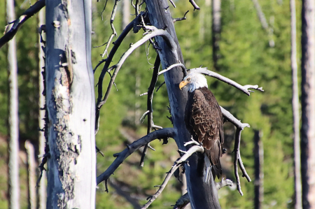 Bald Eagle