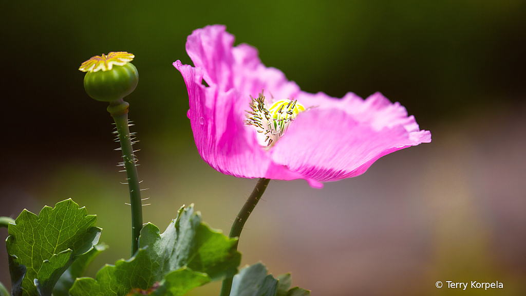 Berkeley Botanical Garden 