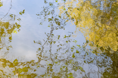 In the Pond's Reflection