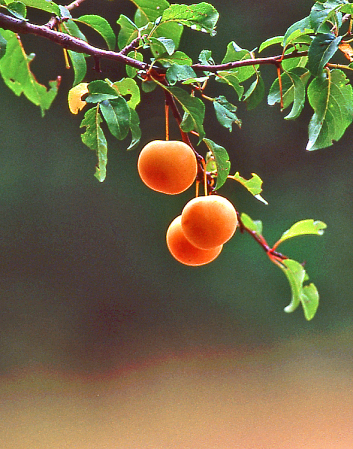 Summer Fruits.