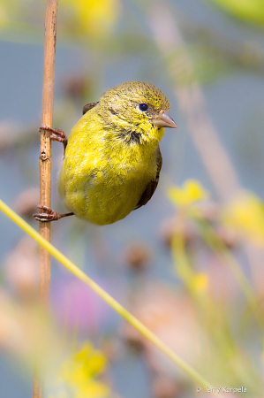 American Goldfinch