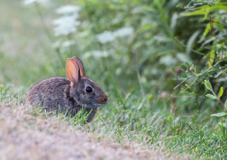 Juvenile Eastern Cottontail 