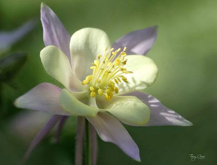 Columbine