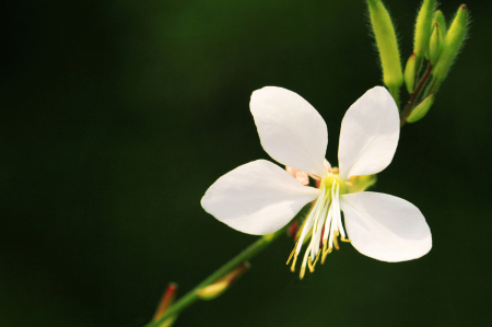 White Flower