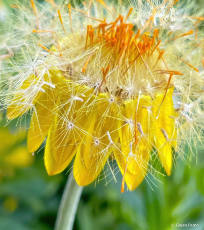 Gwen's Flower