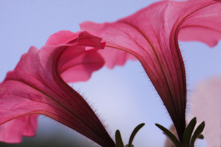 Petunias