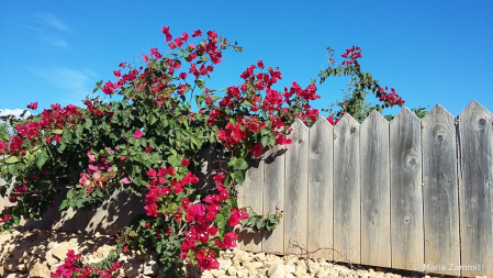 Bouganvilla fence