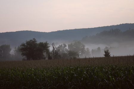 Three Layer Mist