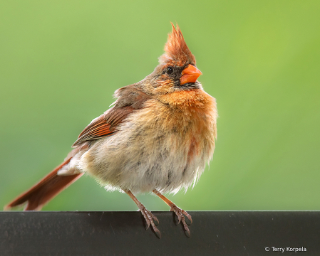 Northern Cardinal (Female)