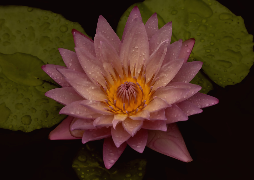 Pink Waterlily after the Rain