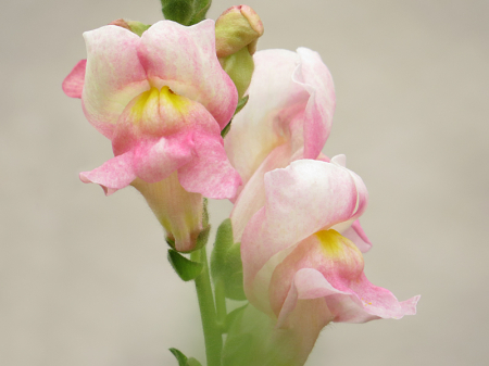 Snapdragon