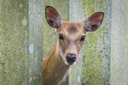 Sika Deer