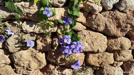 Peeping blooms