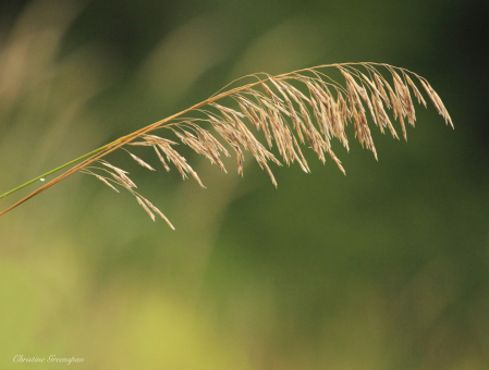 August Grass