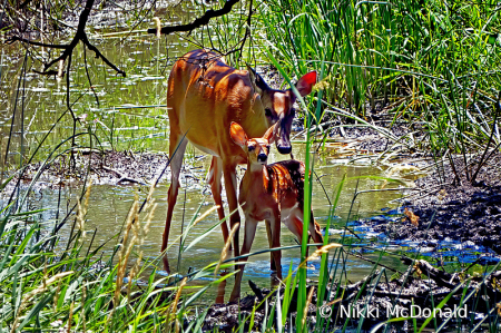 Doe and Fawn