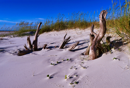 Driftwood Beach