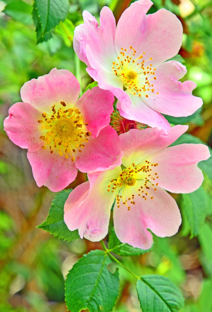 Trio in pink.