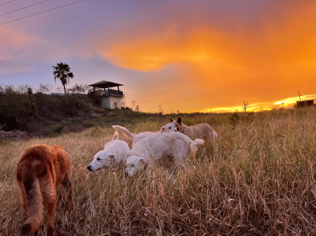 Gorgeous Sunset With My Dogs.