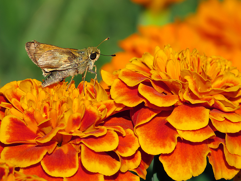 Moth on Marigold