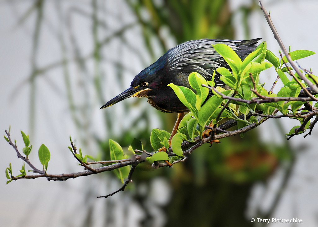 Hidden Heron 