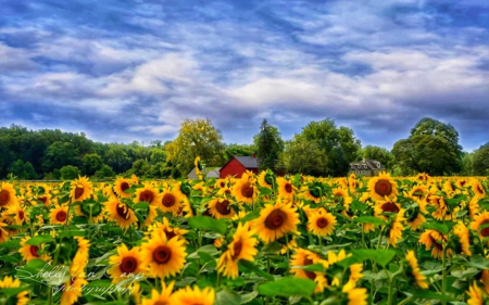 A field of yellow