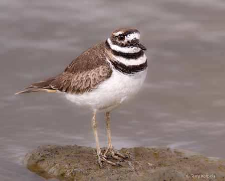 Semipalmated Plover