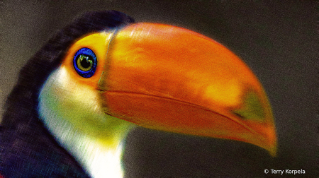 Toucan Abstract