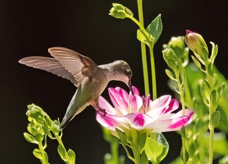 A Garden Visitor