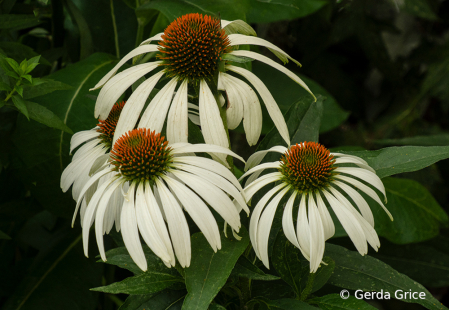 White Cone Flowers