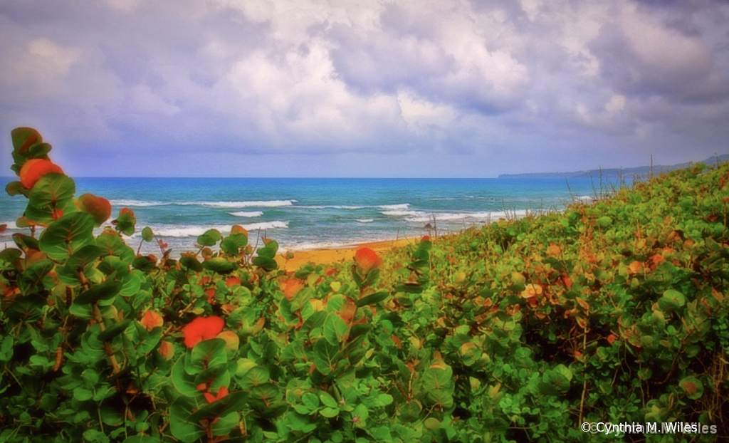 Secluded Beach - Barbados 