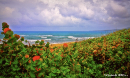 Secluded Beach - Barbados 