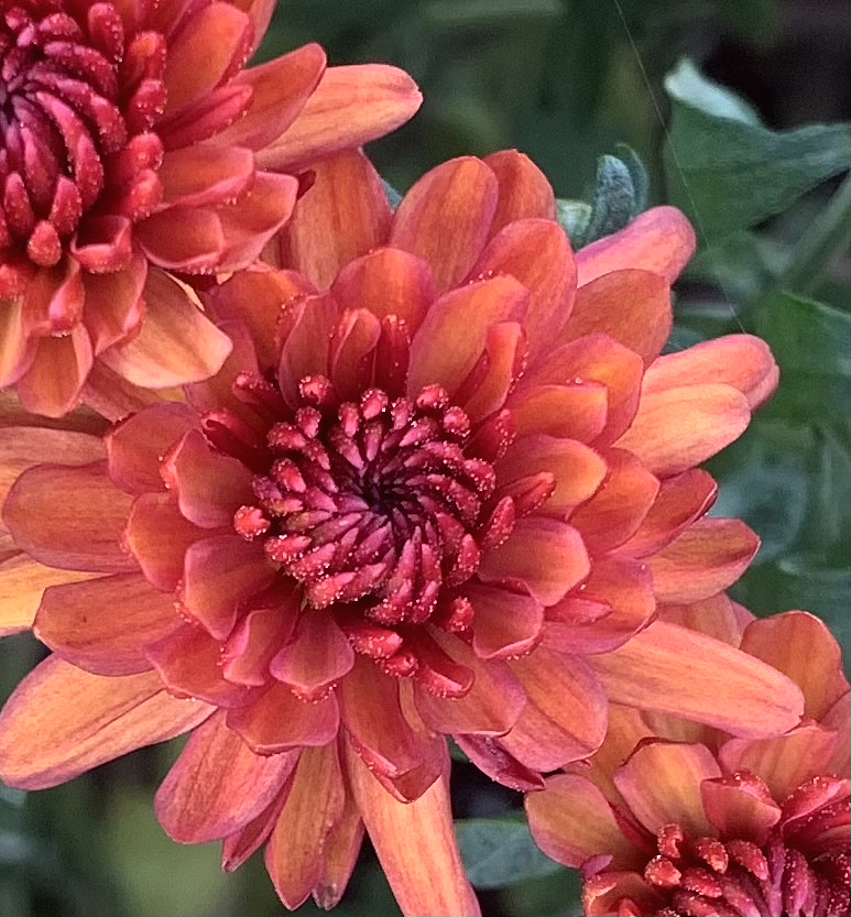 3 dahlias 