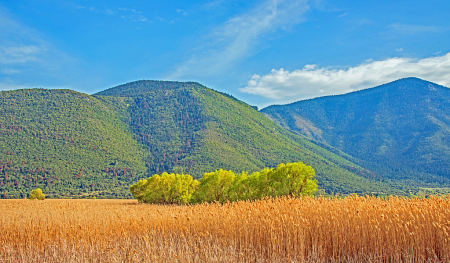 Summer field and mountains.