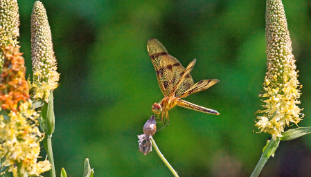 Dragonfly