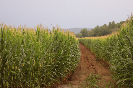 Corn Row Path