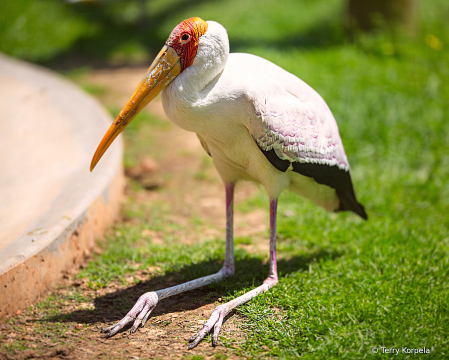 Yellow-billed Stork