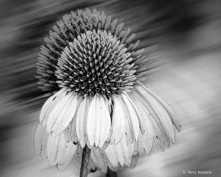 Cone Flower B&W Abstract