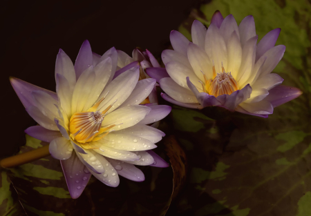 Two Beautiful Waterlilies