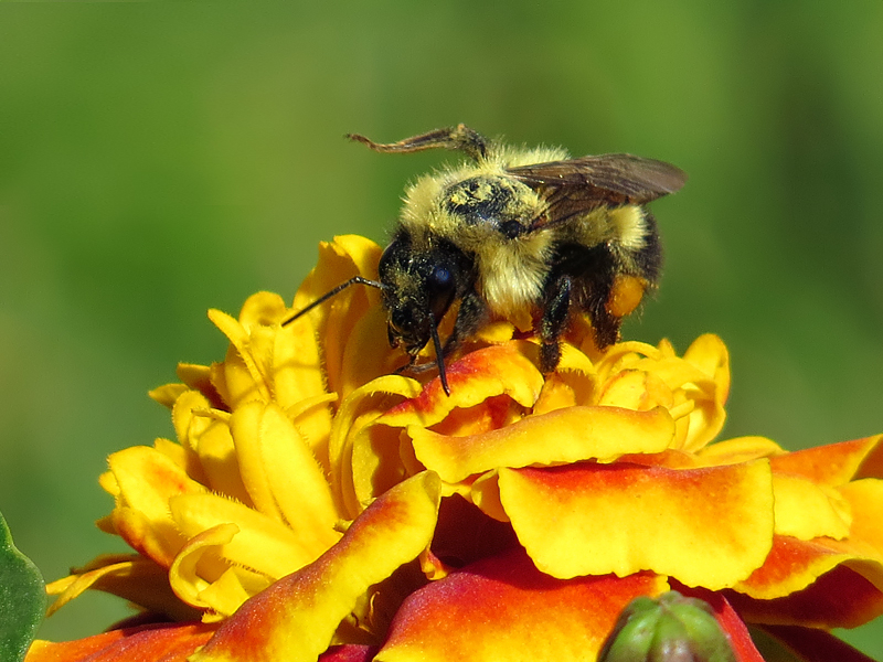 Bee on Marigold