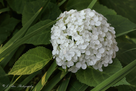 White Hydrangeas for Christopher