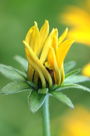 Blooming Rudbeckia