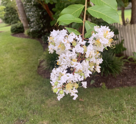 crepe myrtle