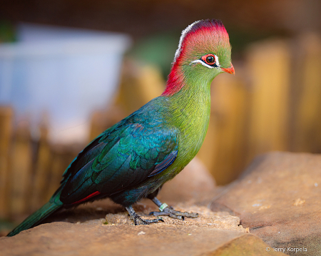 Fischer's Turaco